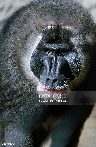 Drill Monkey Rear 155 Monkey Drill Stock Photos, High-Res Pictures, and Images - Getty Images