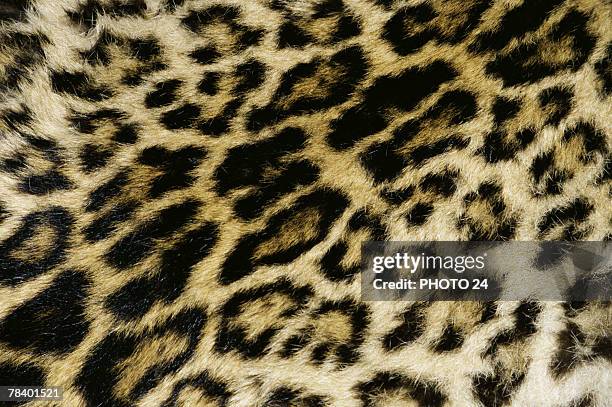 leopard print pattern - cheetah print stock pictures, royalty-free photos & images