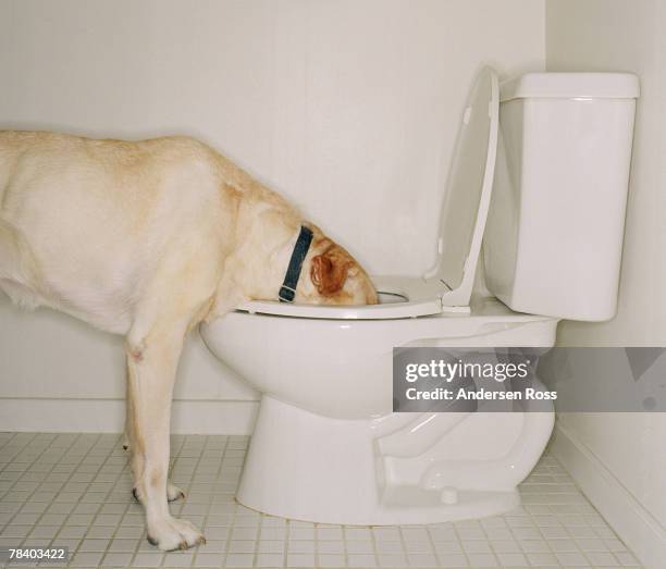 dog drinking out of toilet - thirsty stock pictures, royalty-free photos & images