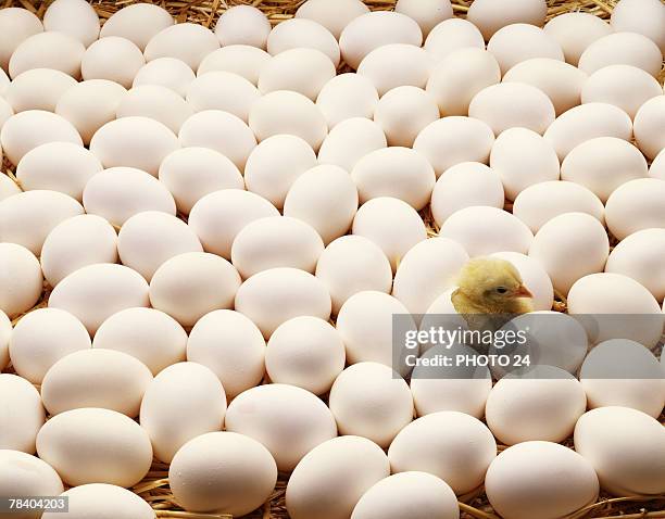 Hatching Shells The Hatch Shell Photos and Premium High Res Pictures - Getty Images