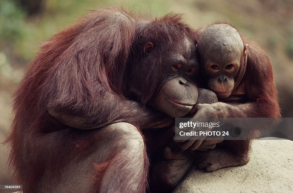 Orangutans embracing