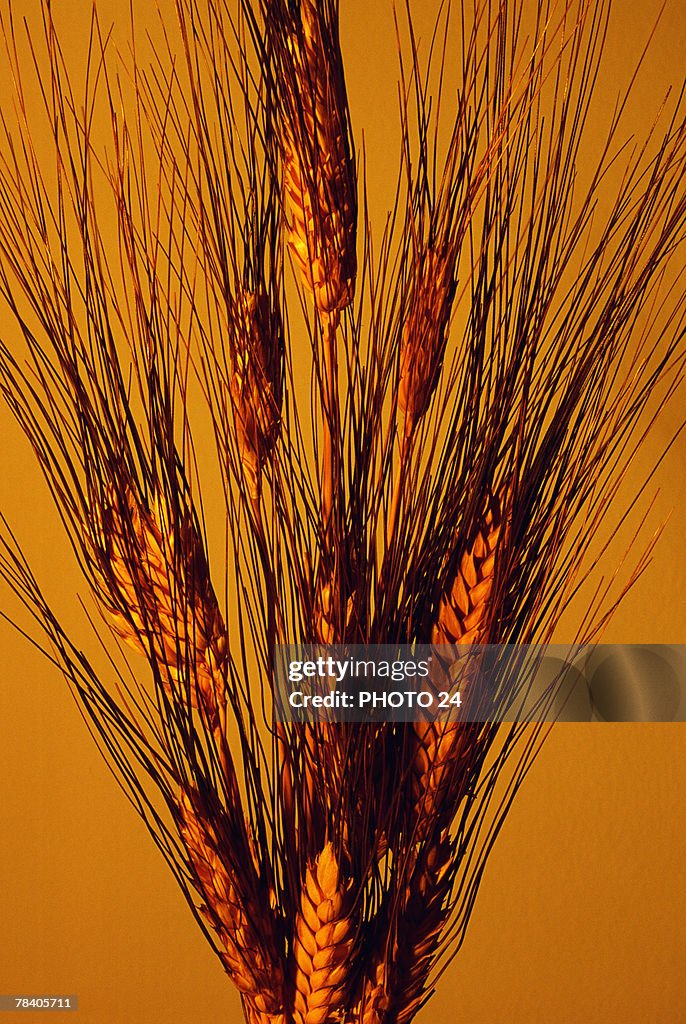 Stalks of Wheat