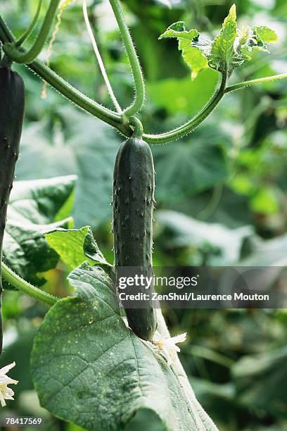 cucumber growing in garden, close-up - cucumber leaves stock pictures, royalty-free photos & images