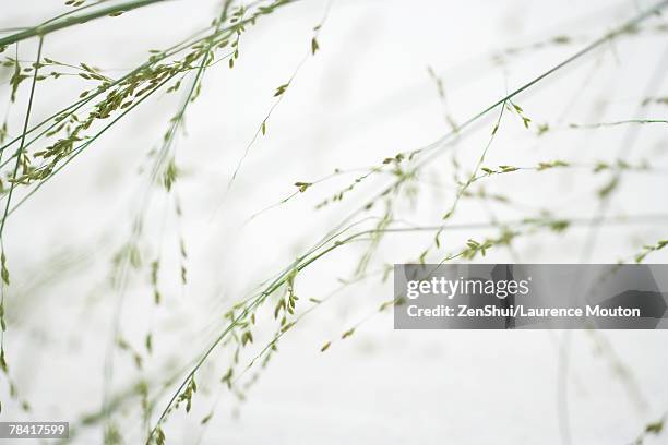 wispy plant, cropped view - wispy stock-fotos und bilder