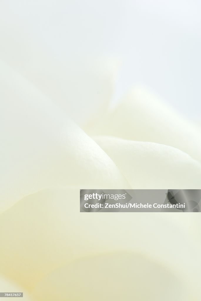 White rose, extreme close-up