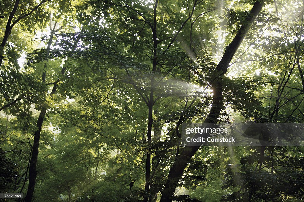Sunlight shining through forest