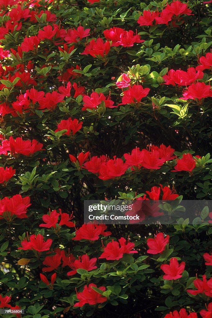 Red flowers on a bush