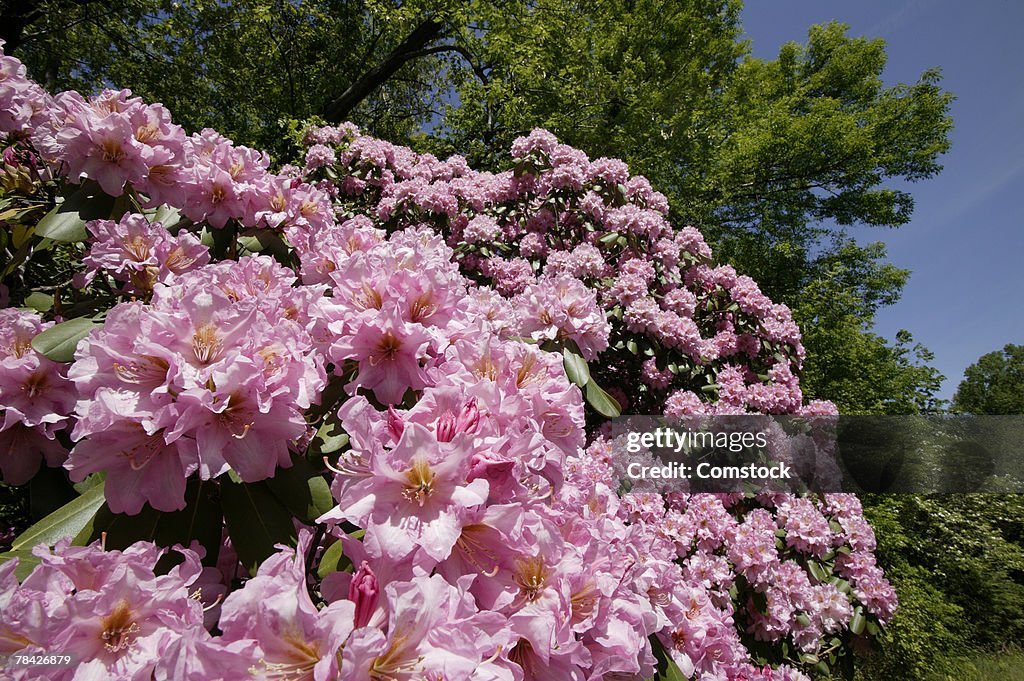 Pink rhododendron bush