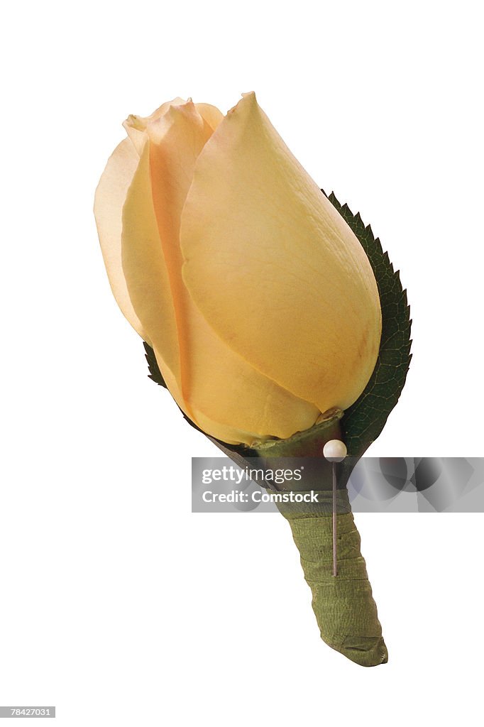 Rose boutonniere