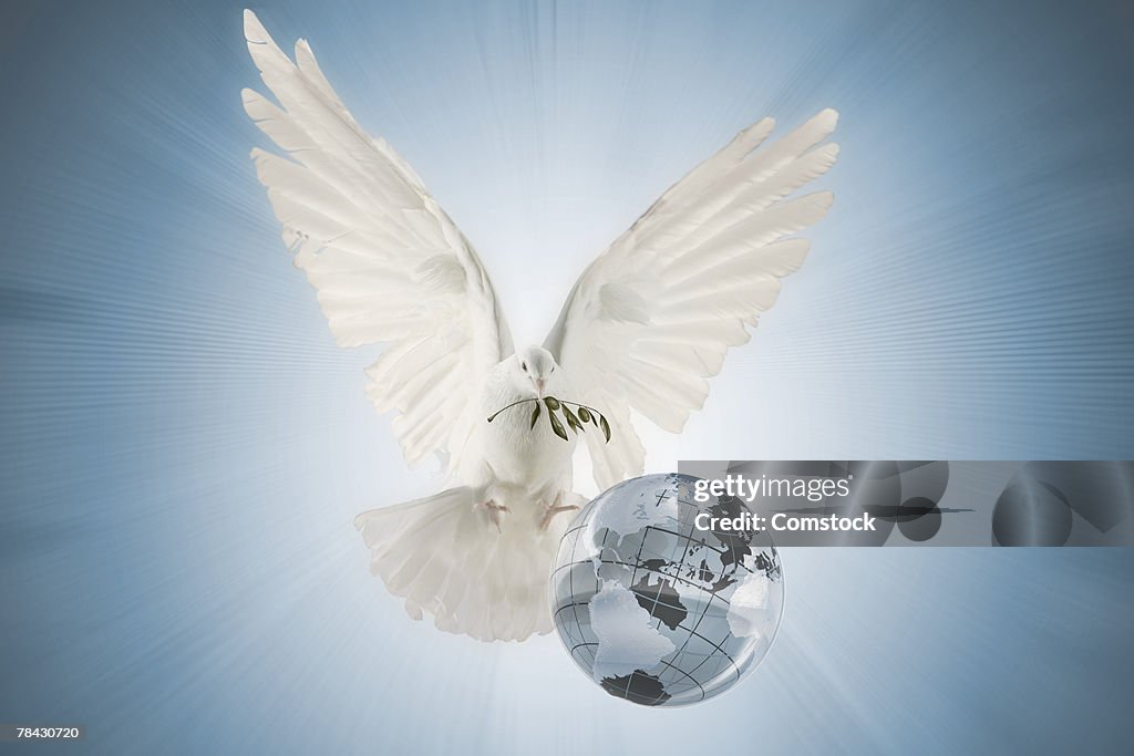 Dove carrying olive branch over globe