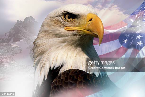 bald eagle with american flag - eagles patriots stock pictures, royalty-free photos & images