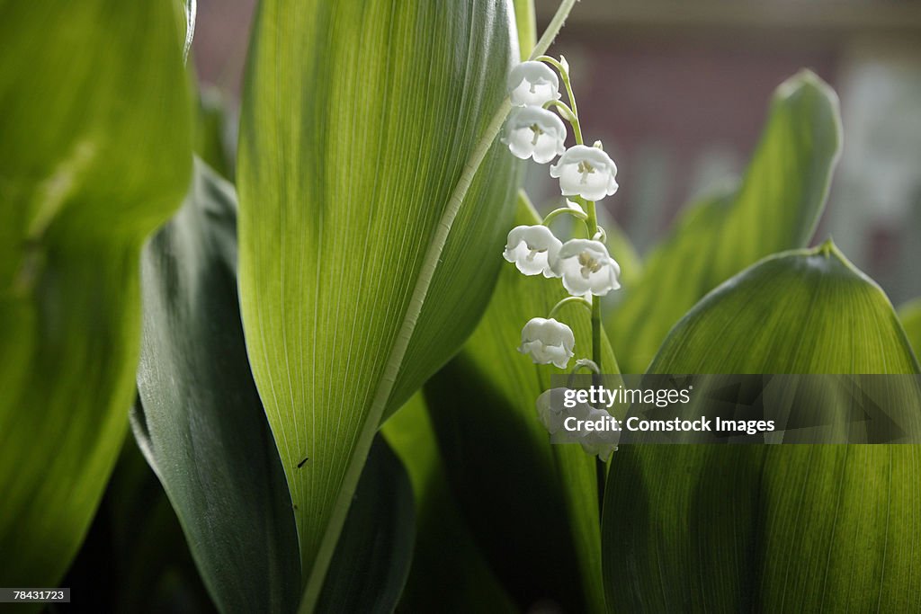 Lily of the valley flower with leaves