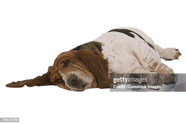 sleeping basset hound - basset hound stock pictures, royalty-free photos & images