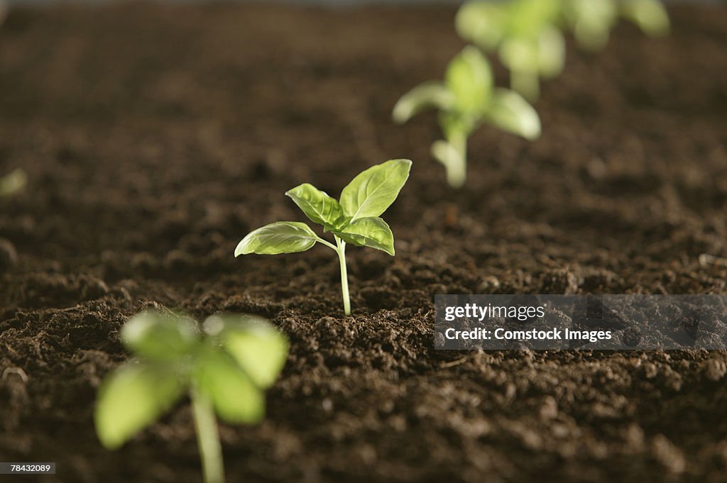 Seedlings in soil