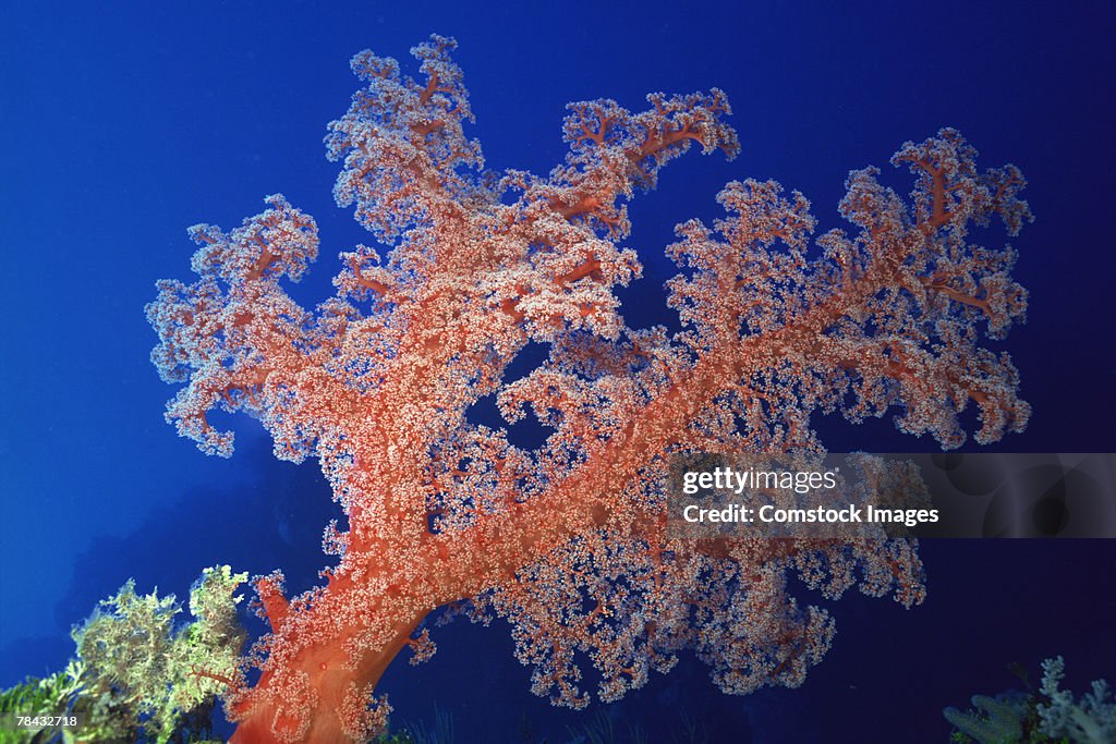 Soft coral , underwater