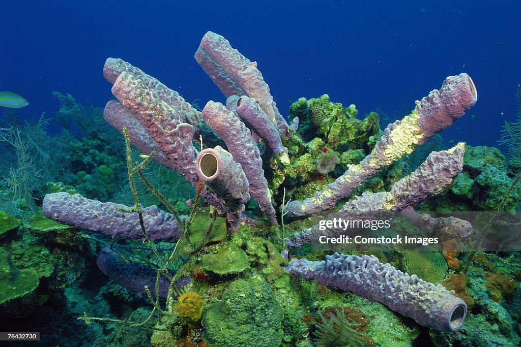 Stove-Pipe Sponge underwater