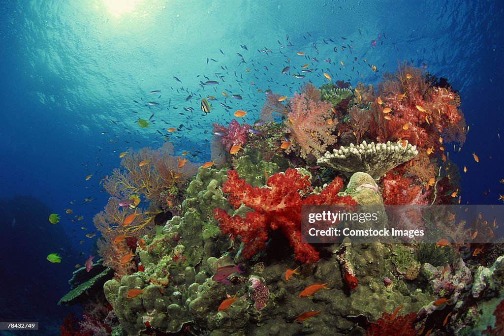Coral reef and tropical fish