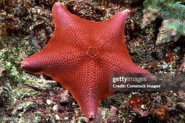 bat star - bat starfishes stock pictures, royalty-free photos & images