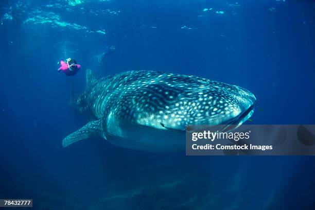 whale shark with scuba diver - walvishaai stockfoto's en -beelden