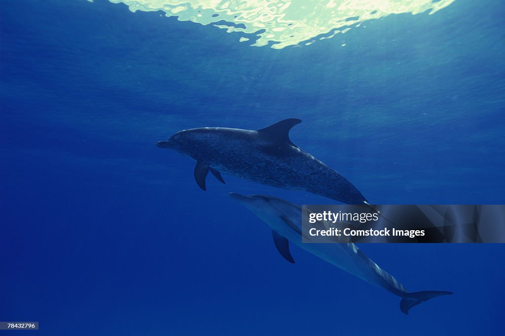 Spotted dolphins underwater