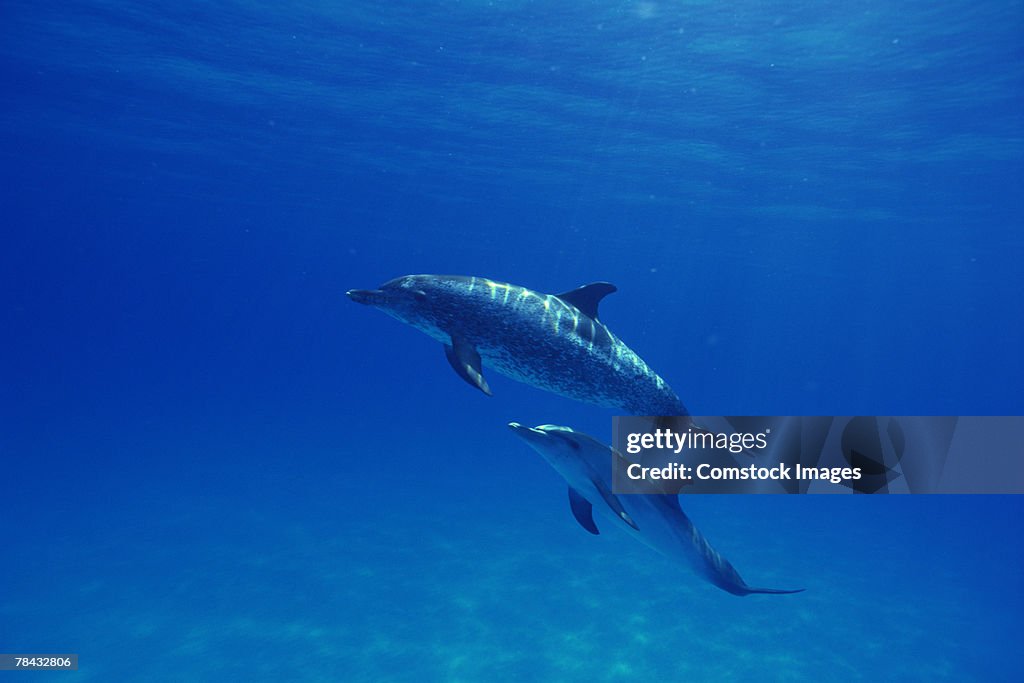 Spotted dolphins underwater