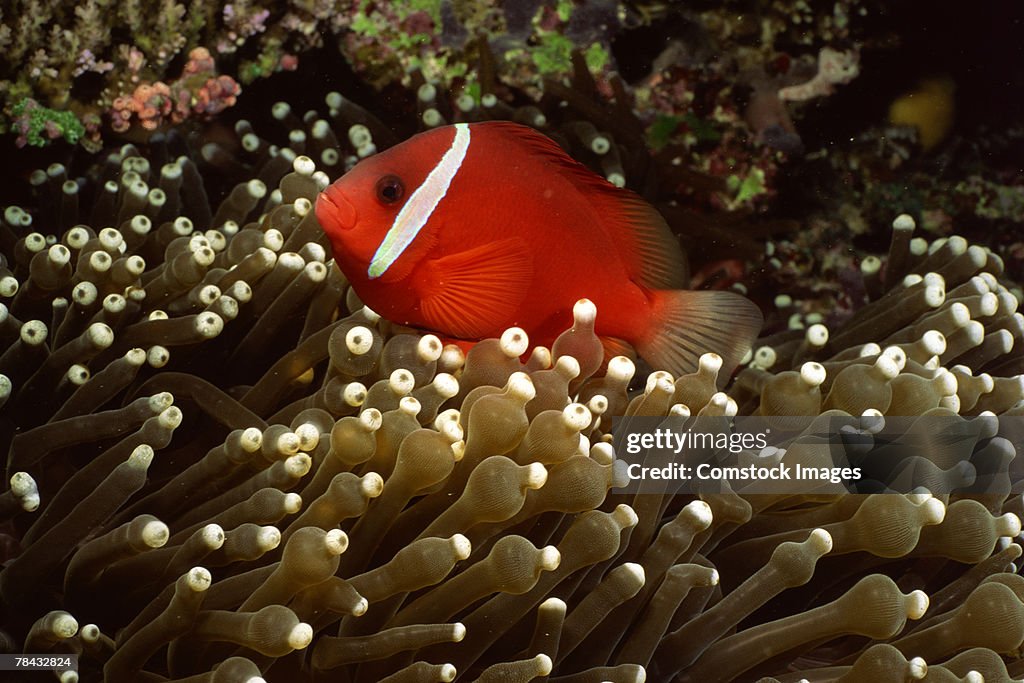 Tomato Clownfish and Anemone , underwater