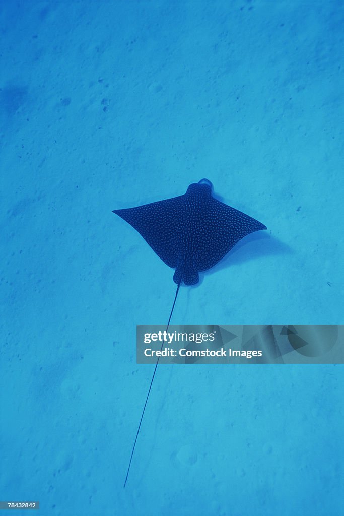 Spotted eagle ray