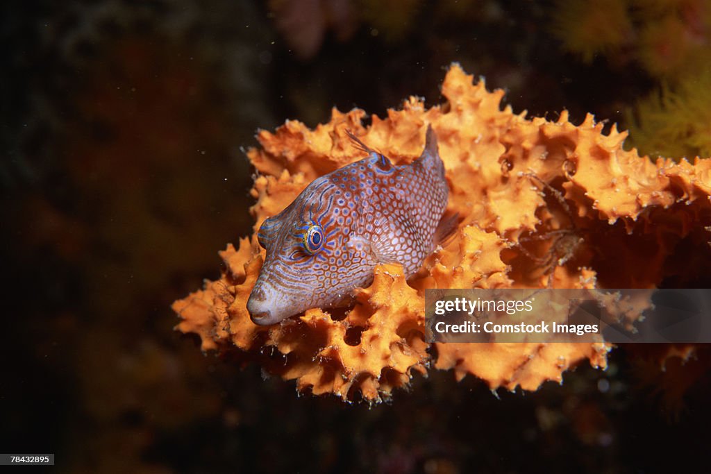 Sharpnose Puffer