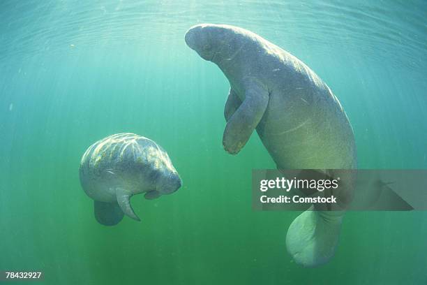 pair of florida manatees swimming - floridamanat bildbanksfoton och bilder