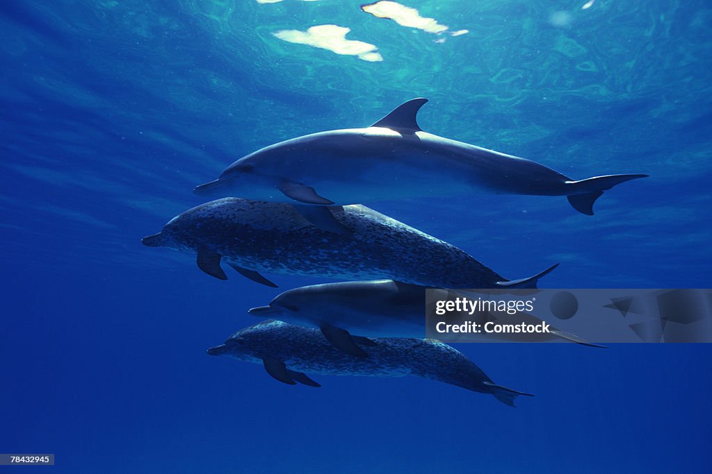 Atlantic spotted dolphins