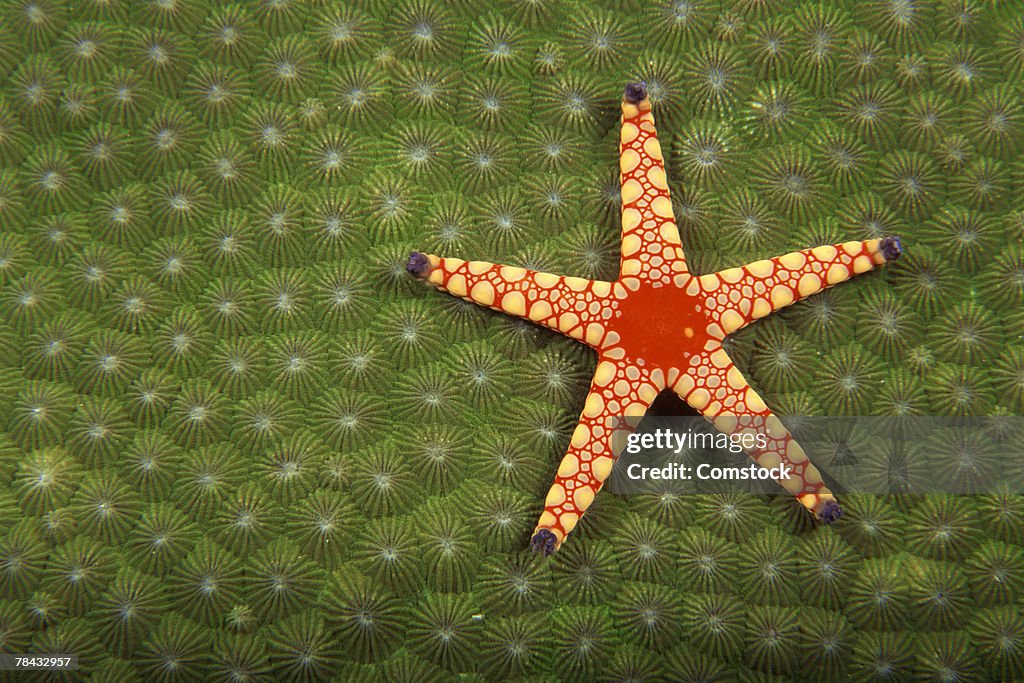 Sea star cleaning reefs by eating algae