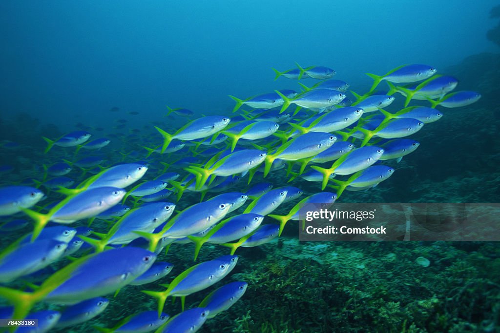 Yellowback fusiliers schooling to feed on zooplankton , Malaysia