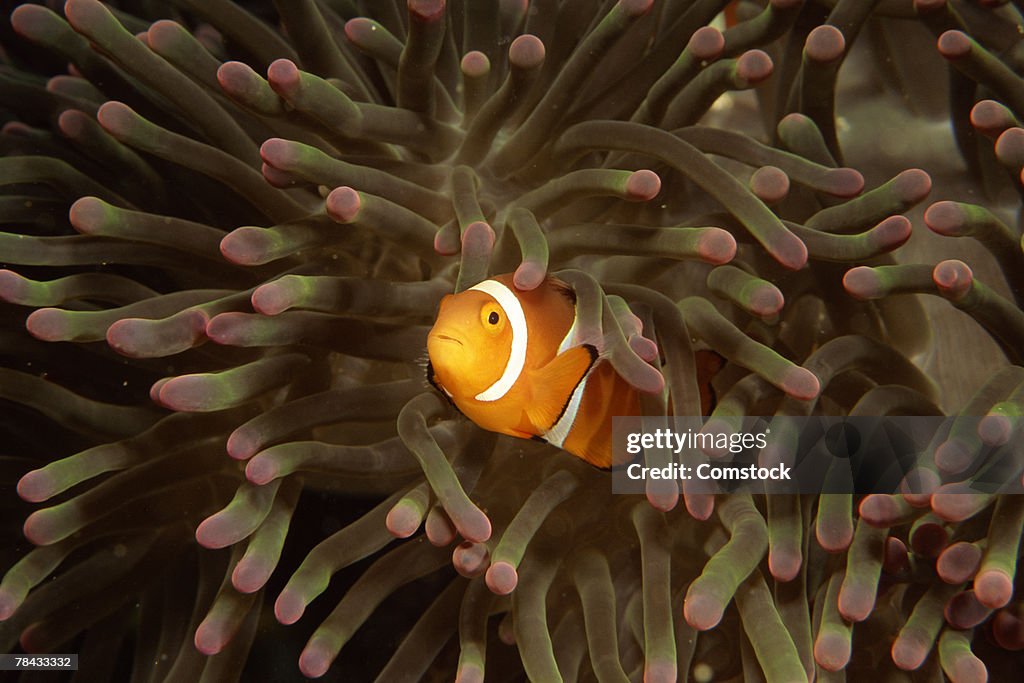 Clownfish protected by anemone stoichactis