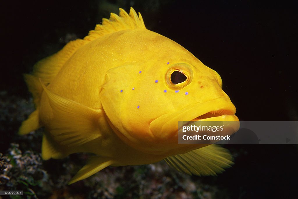 Yellow coney fish