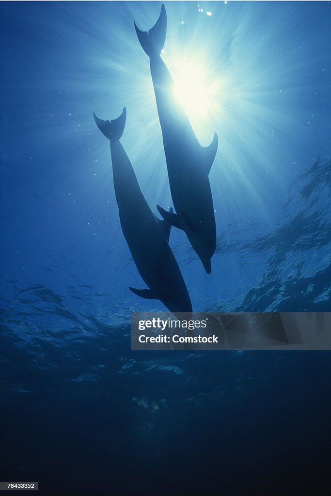 Atlantic spotted dolphins against sunlight