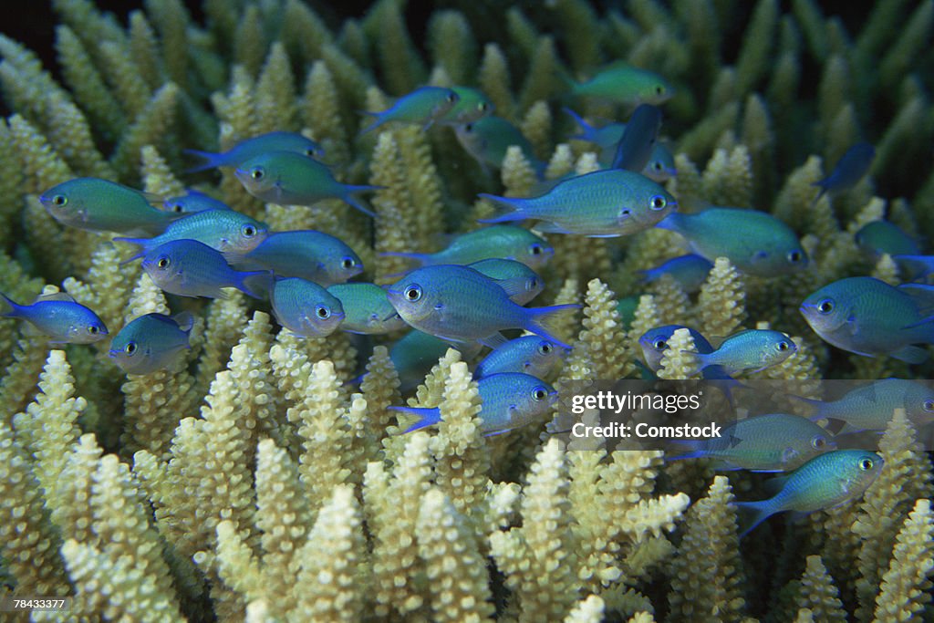 Blue-Green Chromis in coral thicket , Australia