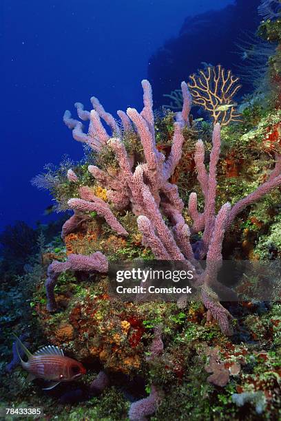 Florida Reefs Photos and Premium High Res Pictures - Getty Images