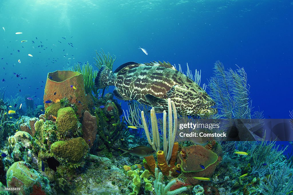 Black grouper drifting through coral reef