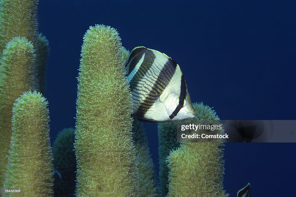 Banded Butterflyfish and pillar coral