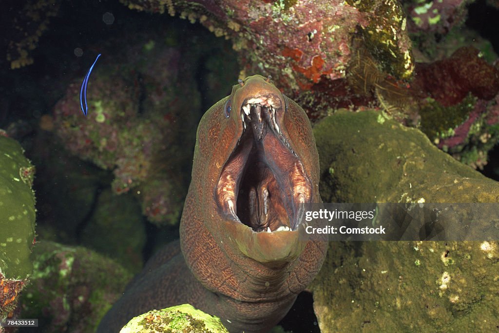 Yellow-margined moray eel in soft corals