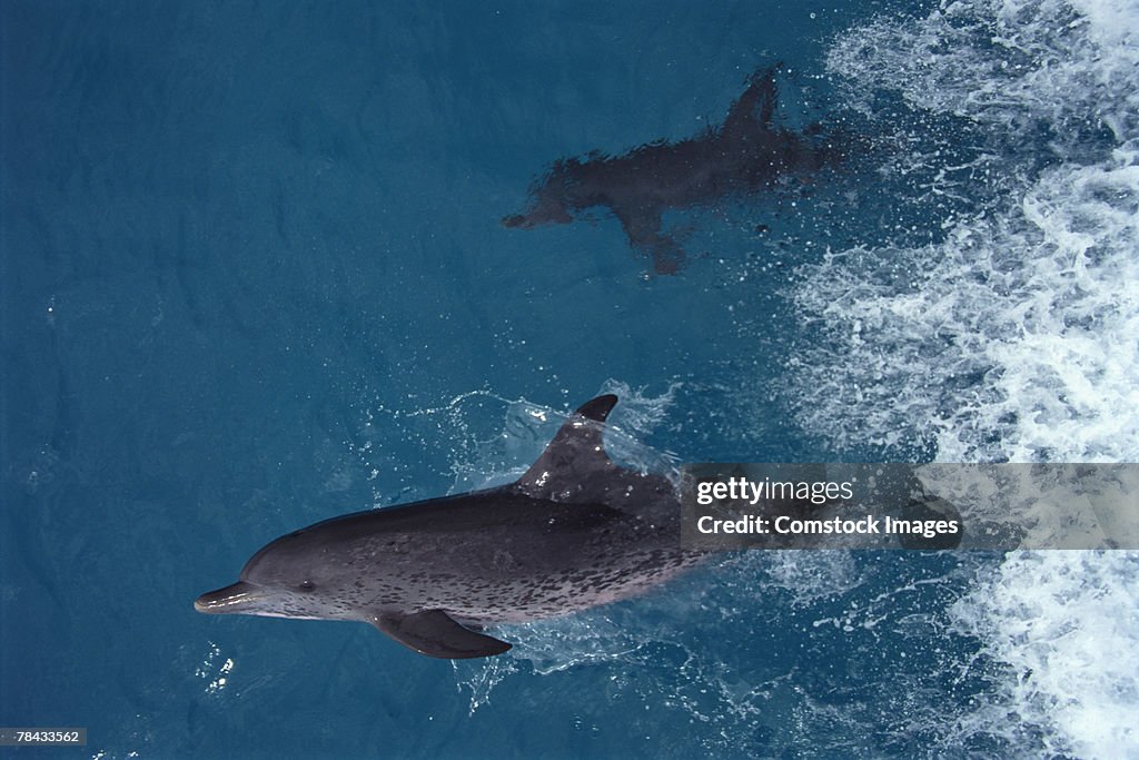 Atlantic Spotted Dolphins