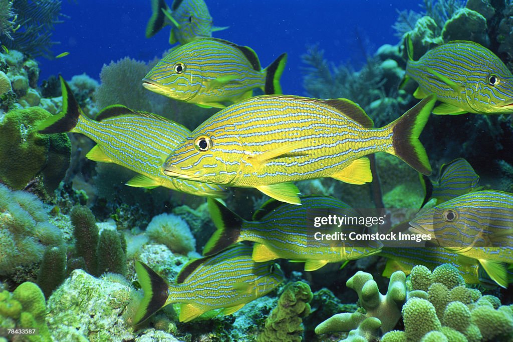 School of tropical fish