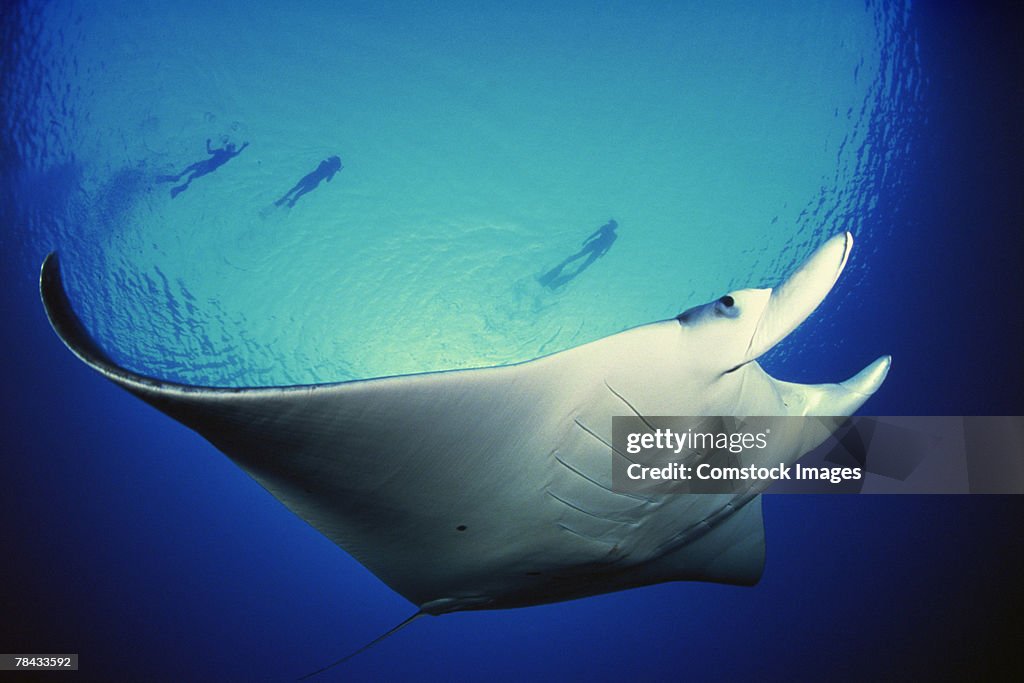 Atlantic manta ray with divers above