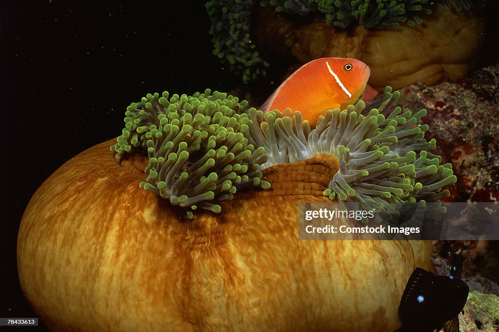 Pink clownfish and host sea anemone