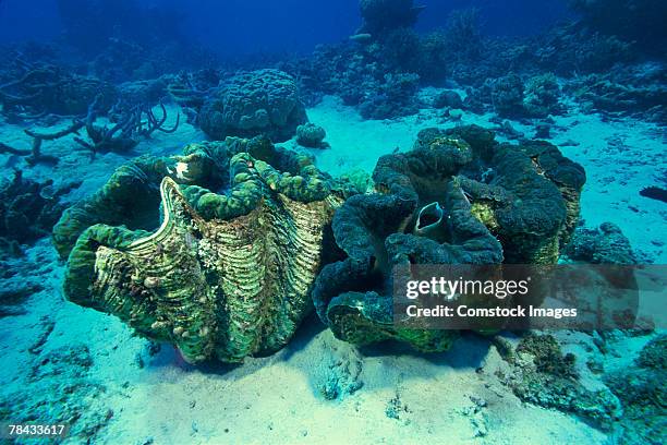 Giant Tridacna Clams Underwater, Foto de stock