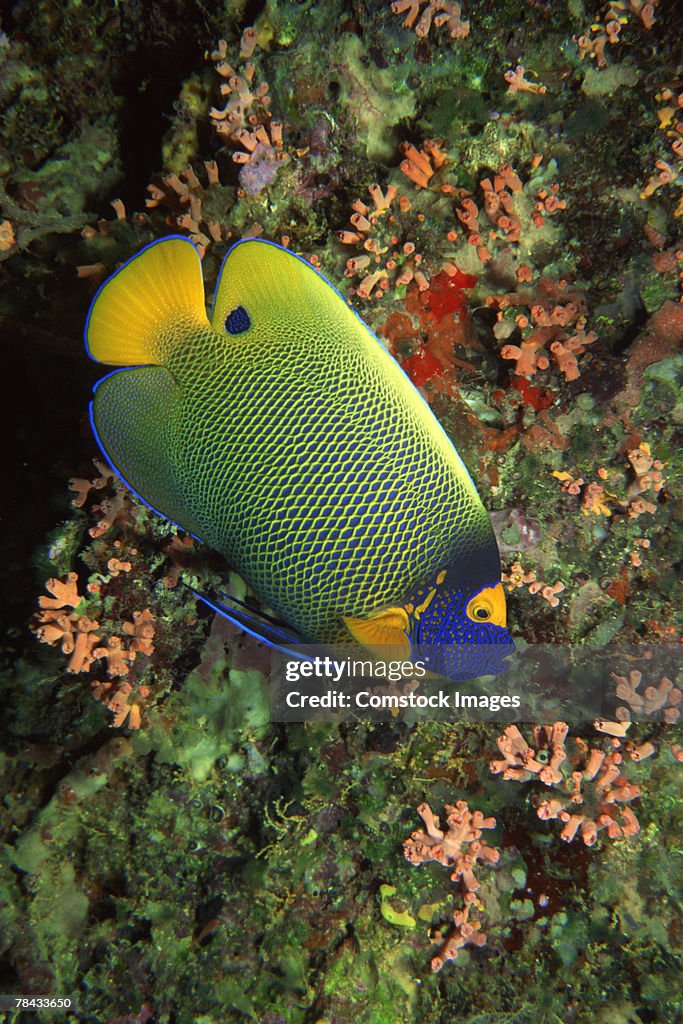 Queen angelfish