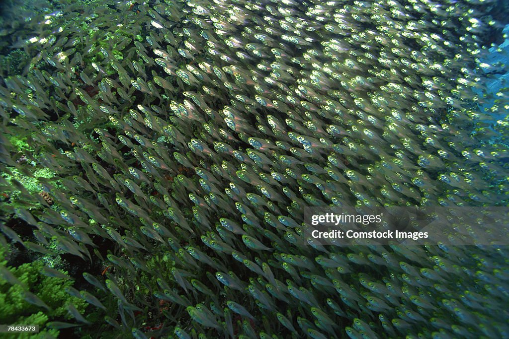 Large school of golden sweeper fish