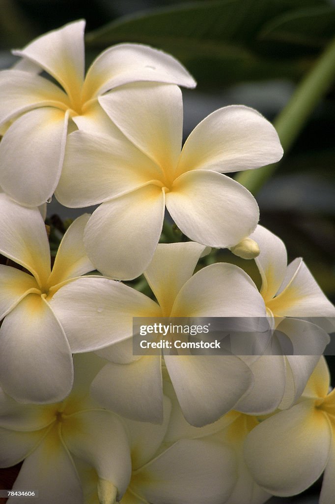 Plumeria flowers in Hawaii