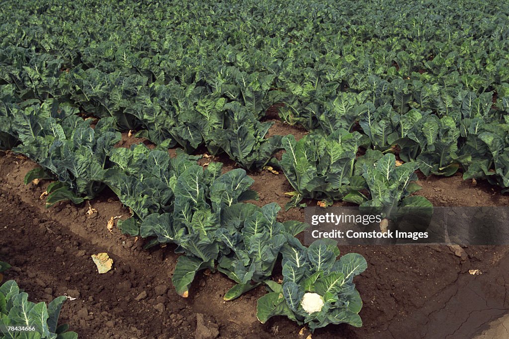 Cauliflower field