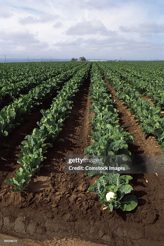 Field of cauliflower crops
